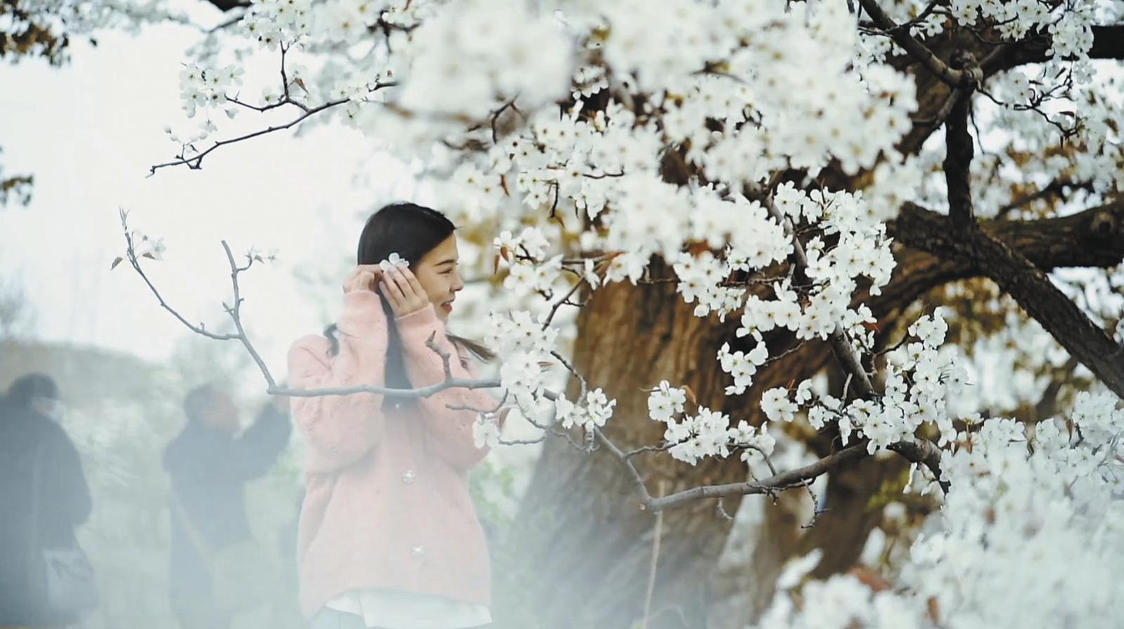 萬(wàn)樹(shù)梨花激活鄉(xiāng)村文旅“三步曲”——樂(lè)都區(qū)下寨村梨文化活動(dòng)現(xiàn)場(chǎng)見(jiàn)聞