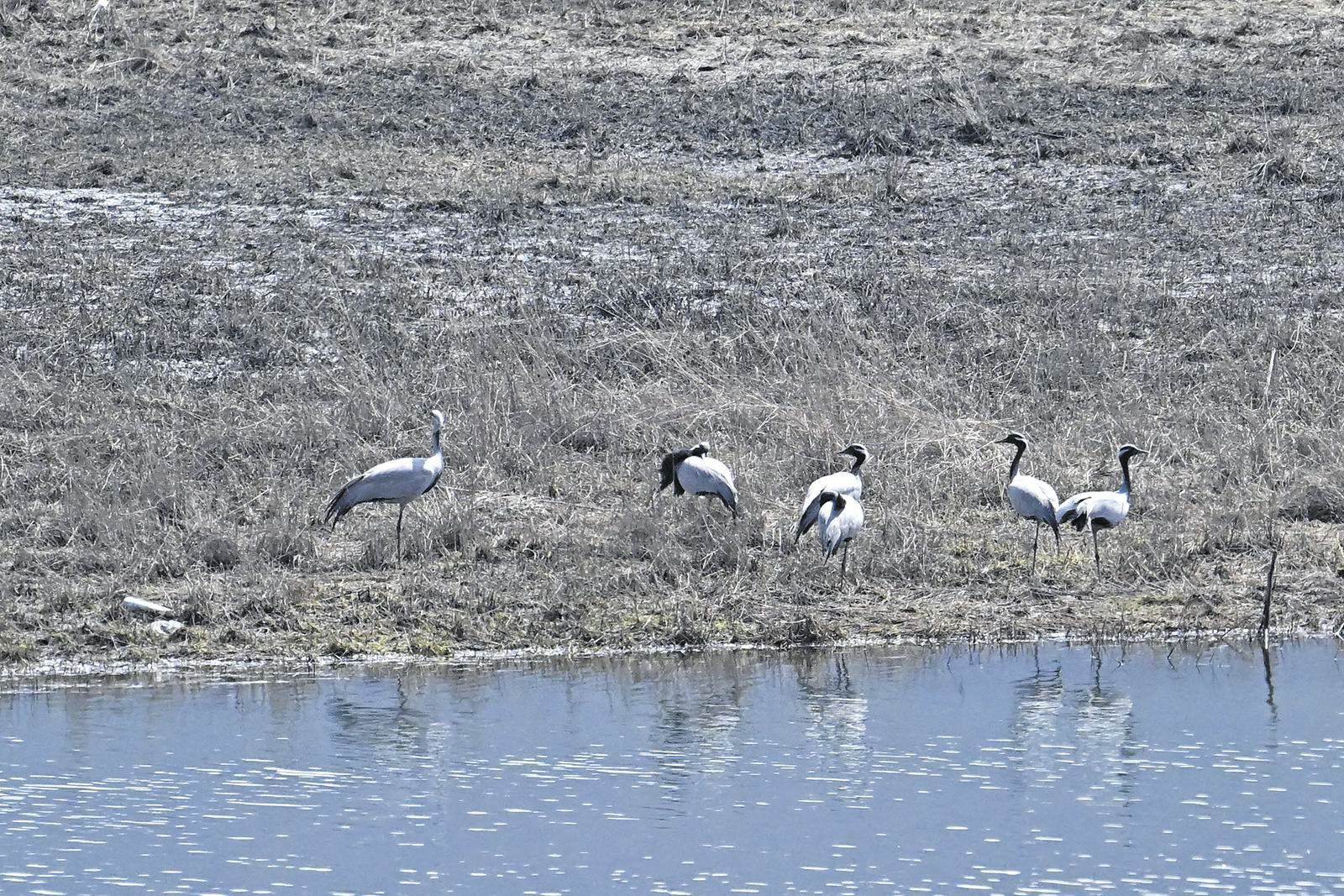 青海互助南門(mén)峽國(guó)家濕地公園首次發(fā)現(xiàn)蓑羽鶴