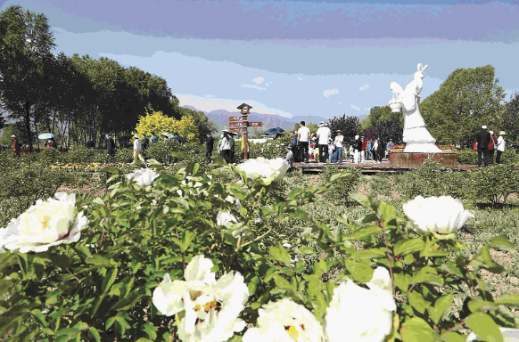 【2025青海文化旅游節(jié)特刊】一花一天地的生態(tài)美卷