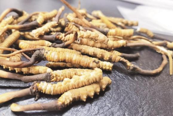 從雪山到全球 青海冬蟲夏草的產(chǎn)業(yè)升級與生態(tài)共贏之路