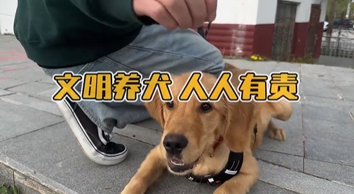 文明養(yǎng)犬 人人有責(zé)
